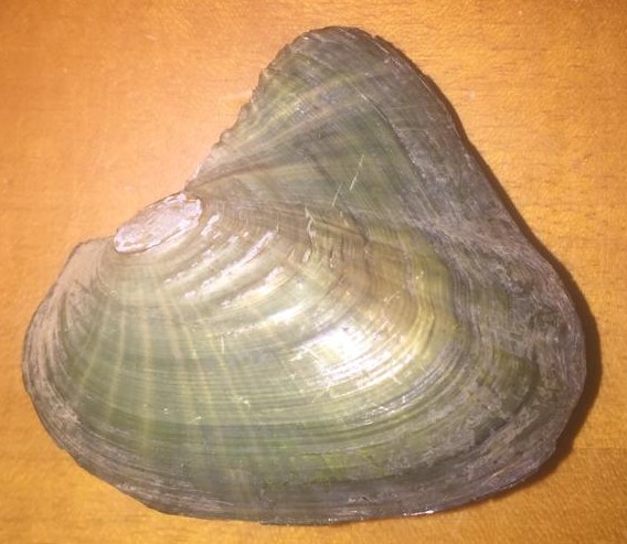 Bivalve da determinare